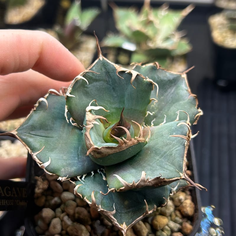 アガベ HP037 チャビー