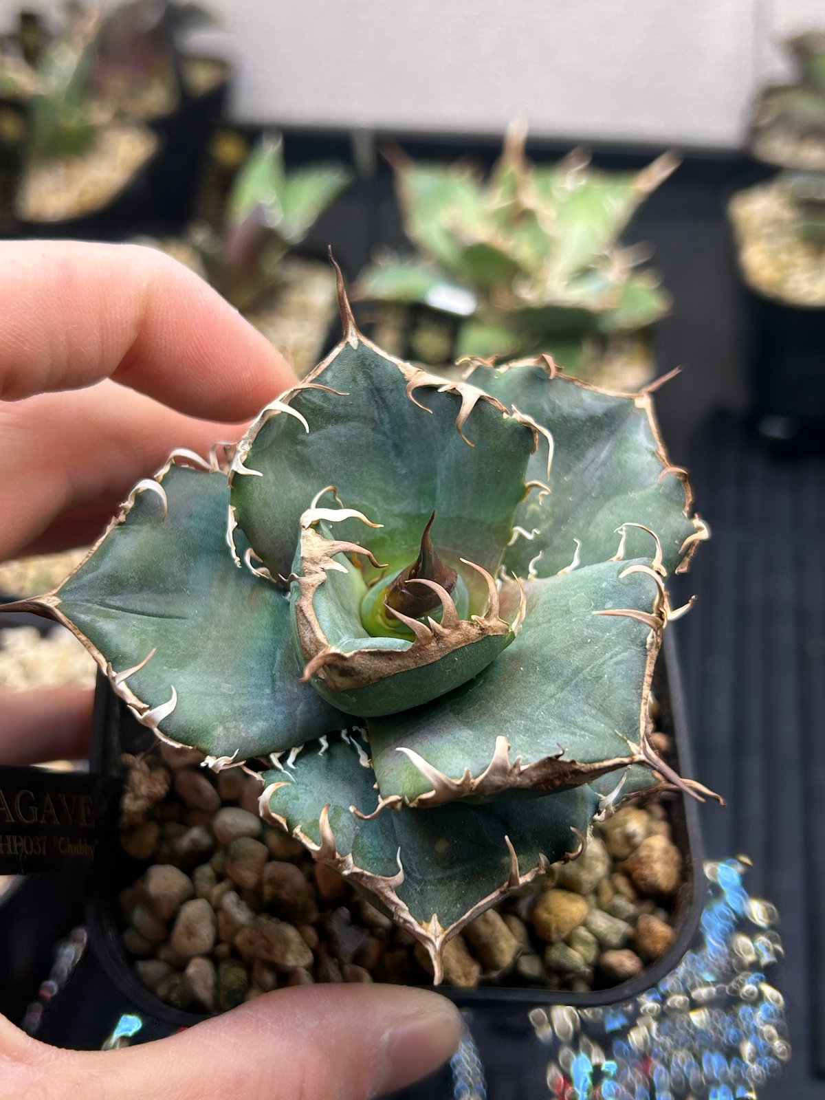 アガベ HP037 チャビー