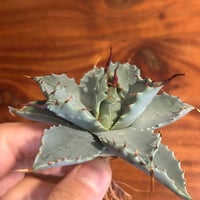 アガベ 鰐亀 裏表ブツブツ 裏棘 子株 | アガベ専門店 Heart plants.