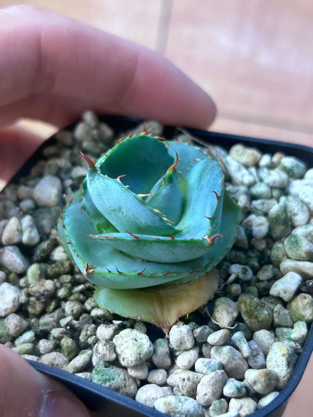 圓葉瓜達 グアダラハラナ ドワーフtype 子株 | アガベ専門店 Heart plants.