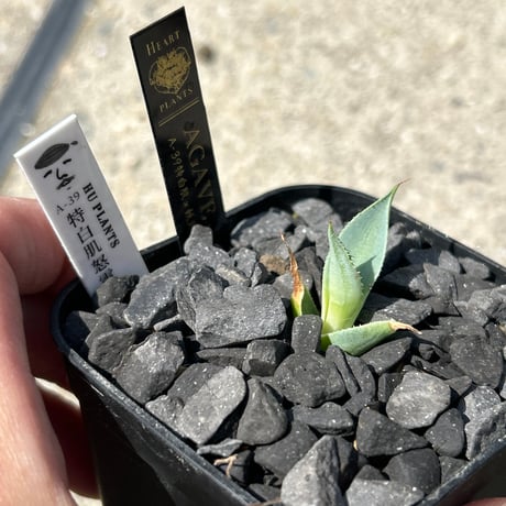 アガベ　huplants選抜　A39特白肌×妖炎　子株　huplantsタグ付き