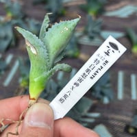 アガベ 鰐亀 裏表ブツブツ 裏棘 子株 | アガベ専門店 Heart plants.