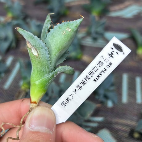 CATEGORY Agave | アガベ専門店 Heart plants.