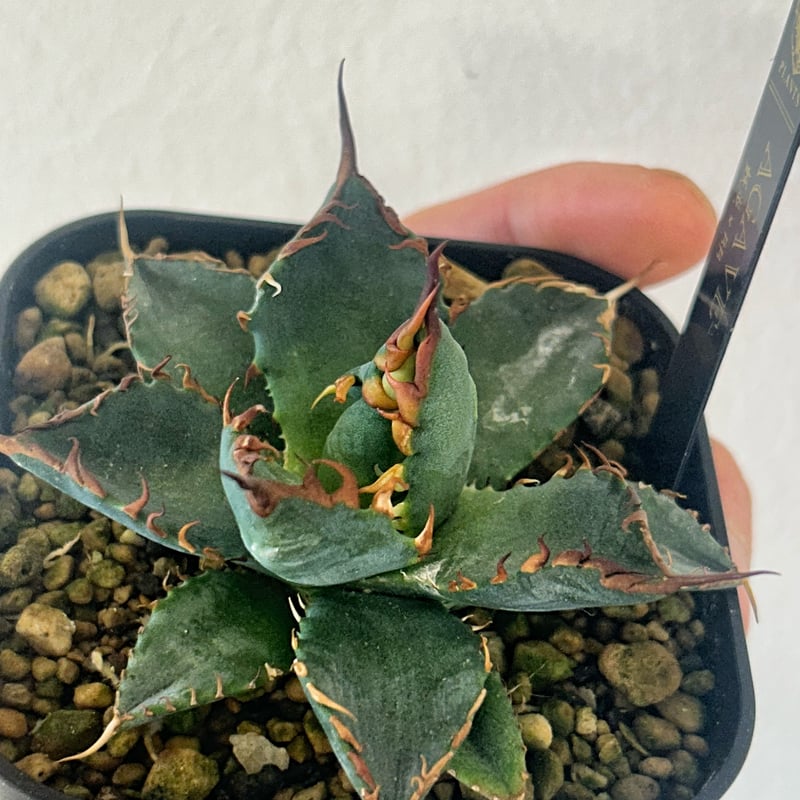 アガベ ハイブリッド BB×エボリスピナ カクタスグリーン 鉢ごと アガベ ハイブリッド BB×エボリスピナ カクタスグリーン 鉢ごと - メルカリ