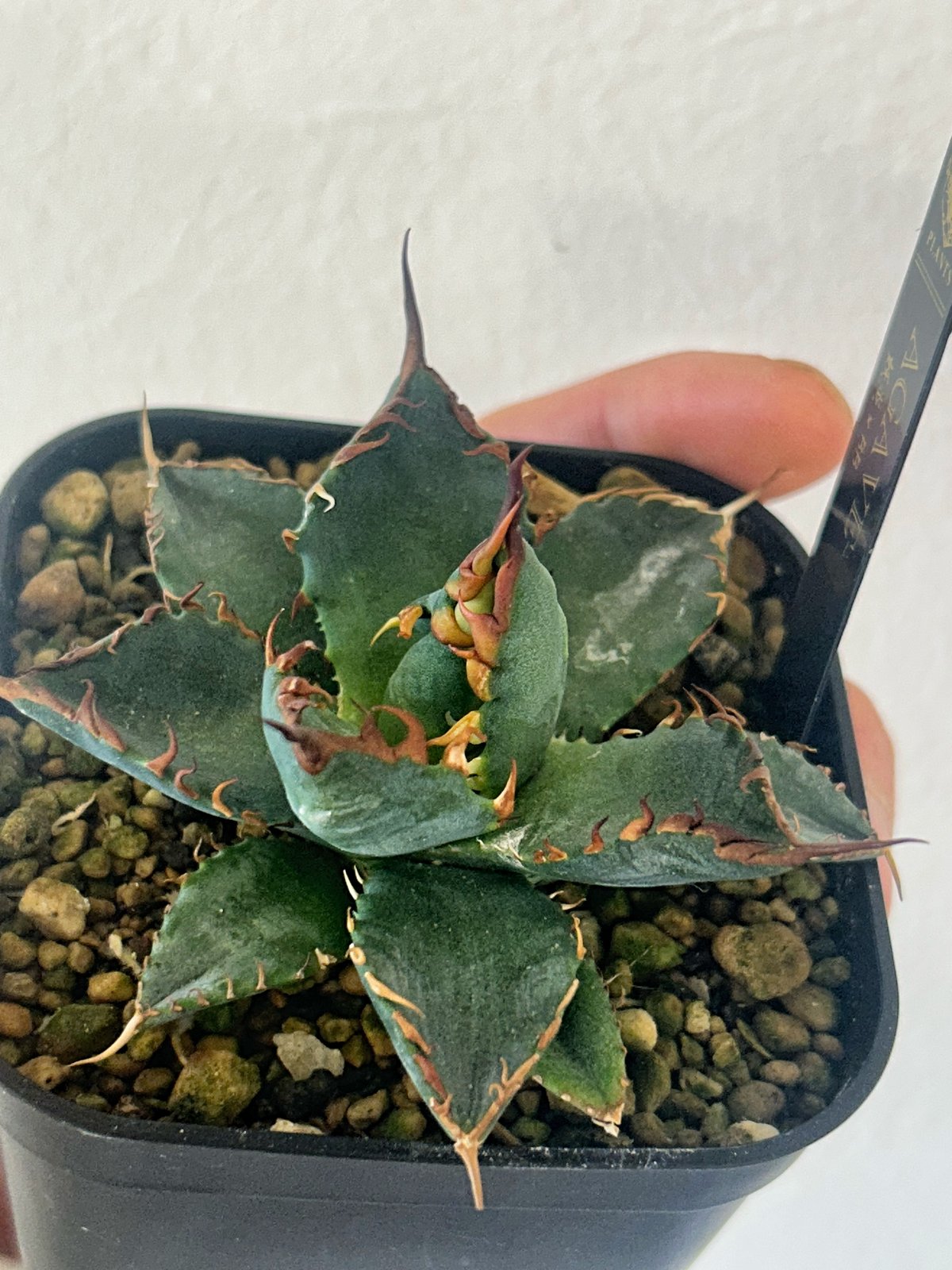 エボリBB エボリBB