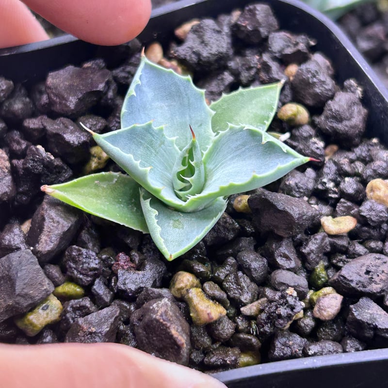 アガベ 実生 少し青葉 アガベ 特白肌×妖炎 実生 ハイブリッド 青葉 | アガベ専門店 Heart plants.