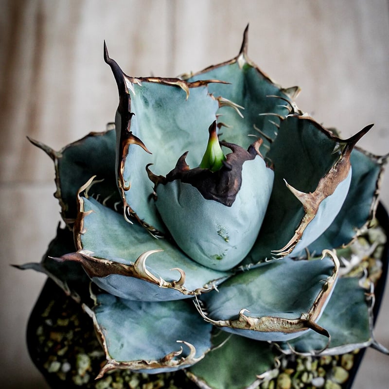 特選青葉 チタノタブルー hp040 直子株 | アガベ専門店 Heart plants.