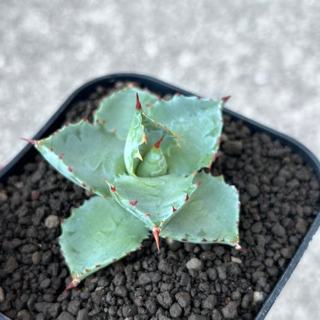 A-38 特白肌×巌龍　huplantsタグ付き