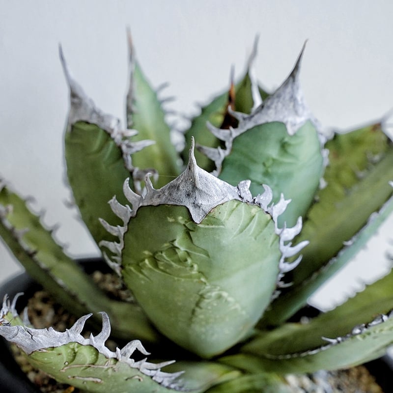 アガベ HP008 chain saw オテロイ | Heartplants アガベ HP008 chain saw オテロイ | Heartplants