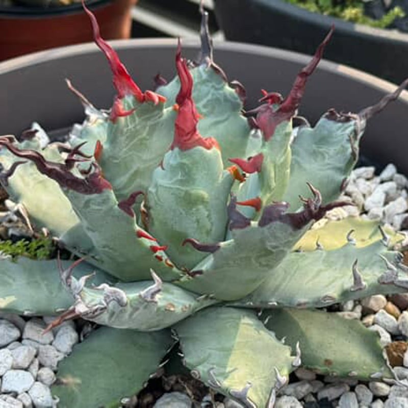 アガべ 妖炎×武蔵巌龍（コロラータ×オテロイ） | アガベ専門店 Heart