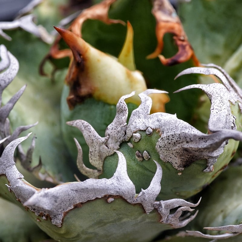 アガベ 穿山甲 センザンコウ 裏棘 トップ極太 コレクション株