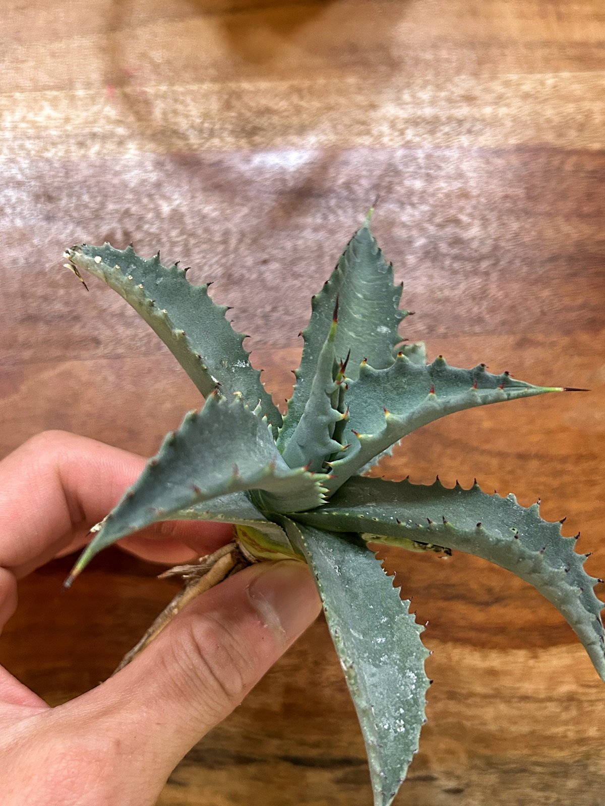 アガベ ジプソフィラ×ネバデンシス 青磁色 ギザギザの葉 | アガベ専門