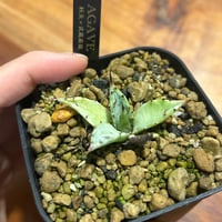 特白肌怒雷神×屈原の舞扇🪭A7 子株 | Heartplants