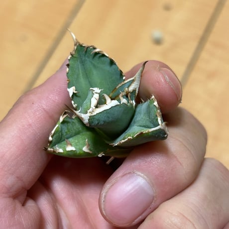 アガベ　Heartplantsコレクション白豪棘　子株　オテロイ