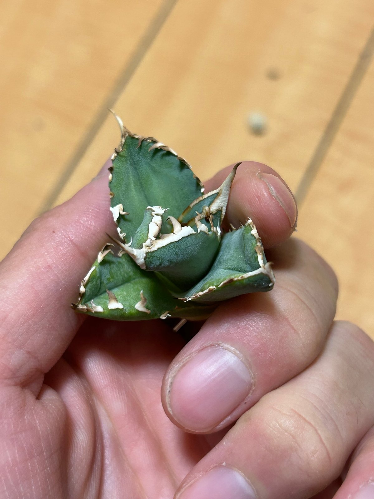 アガベ Heartplantsコレクション白豪棘 子株 オテロイ | アガベ専門店