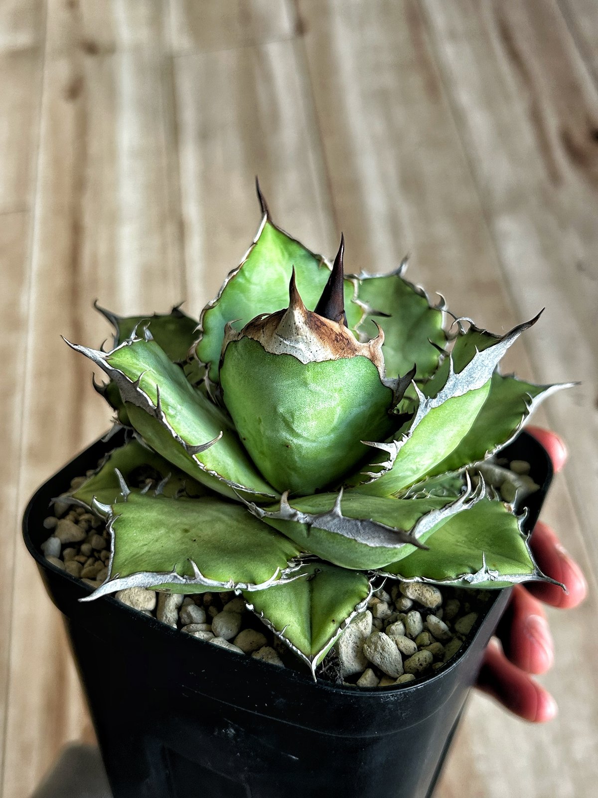 アガベ ウリエル実生 オアハカオテロイ 選抜個体① | Heartplants