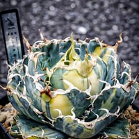 アガベ スナグルトゥース 子株 | Heartplants