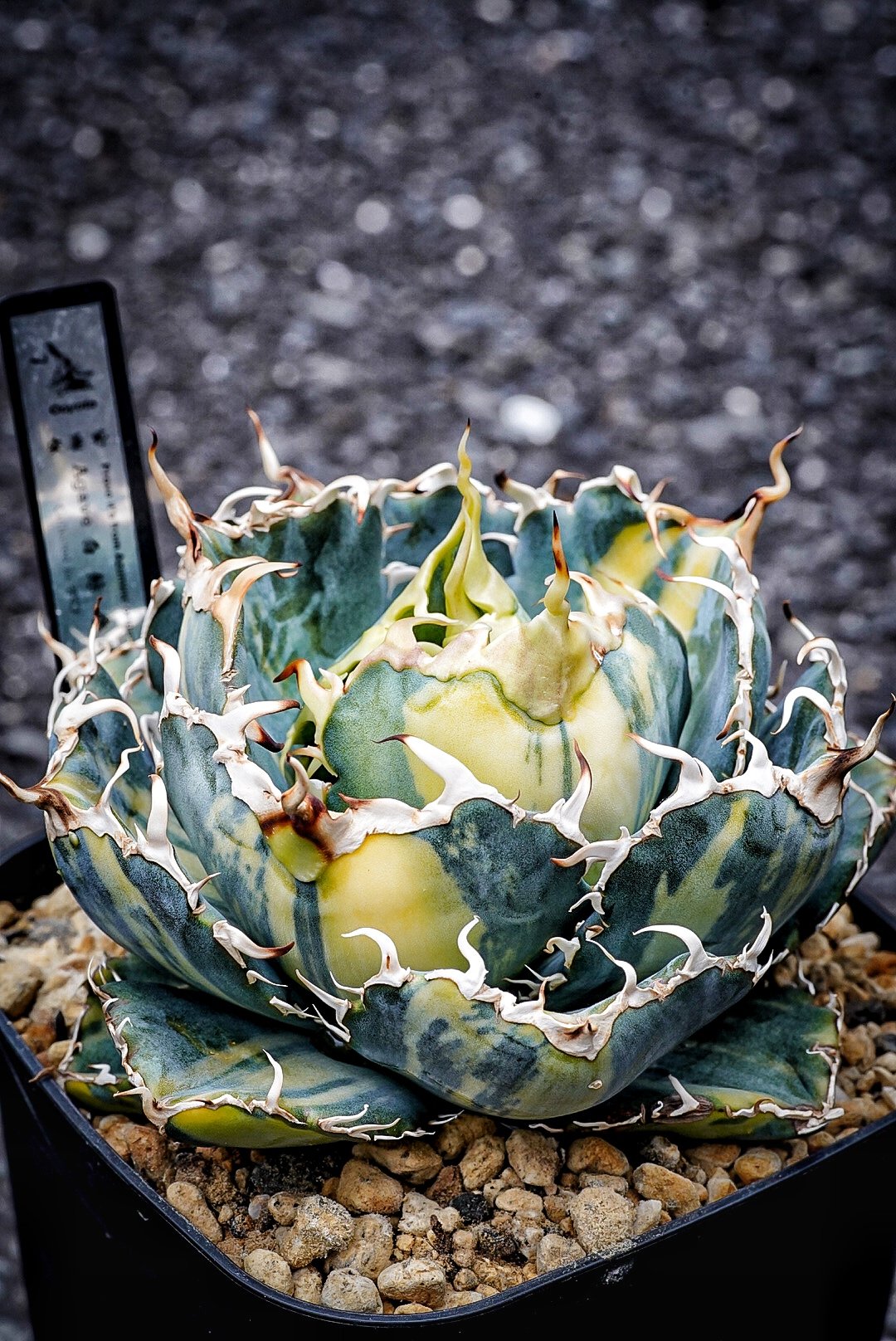 アガベ 氷海inspire 安曇野白鯨斑入 Heartplants育成株 親超え斑入り
