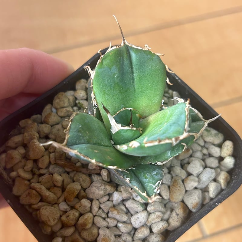 アガベ 超球体 極太鋸歯 HP033 