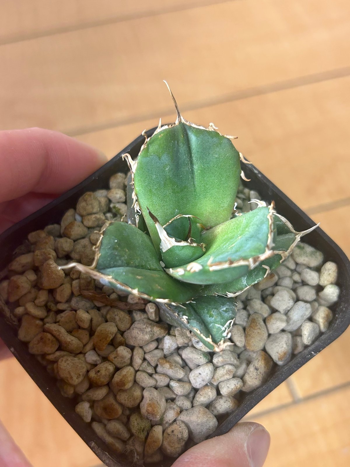 アガベ 超球体 極太鋸歯 HP033 