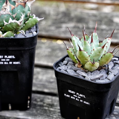 Heart plants plastics slitpot 90浅鉢　3個セット