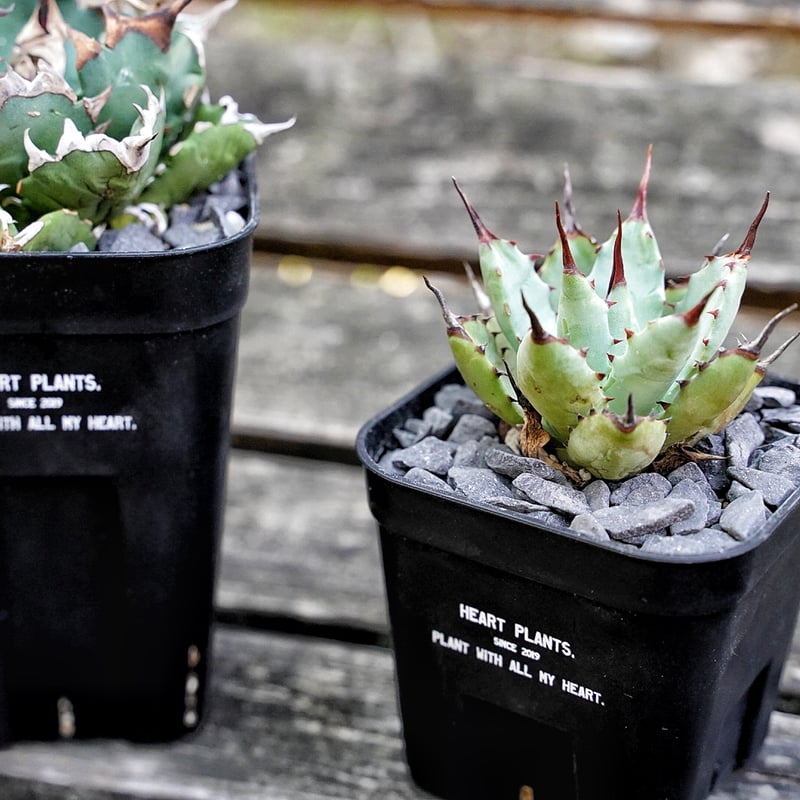 Heart plants plastics slitpot 90浅鉢 3個セット | アガベ専