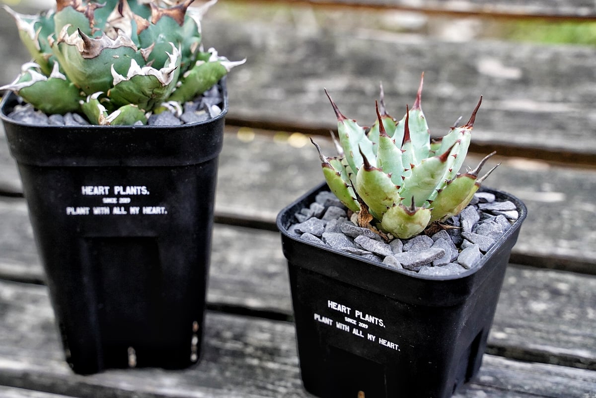 Heart plants plastics slitpot 90浅鉢 3個セット | アガベ専
