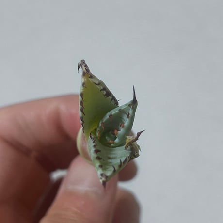 アガべ　A-2特白肌×屈原　桃花塢の種兄弟　ハイブリッド