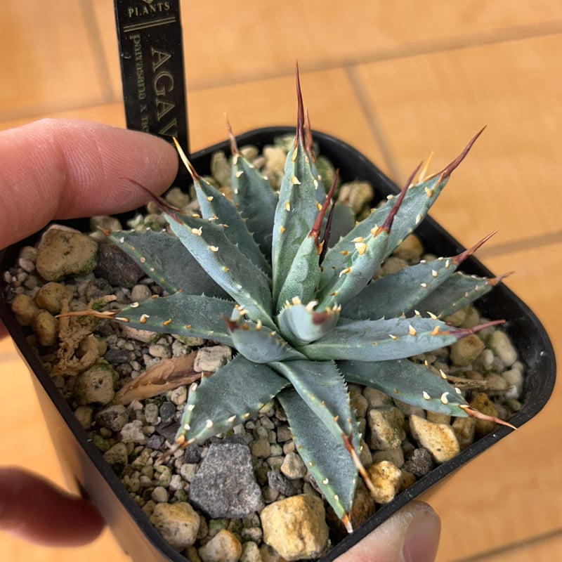 アガベ 超コンパクト 青葉 パラサナ×ネバデンシス ハイブリッド