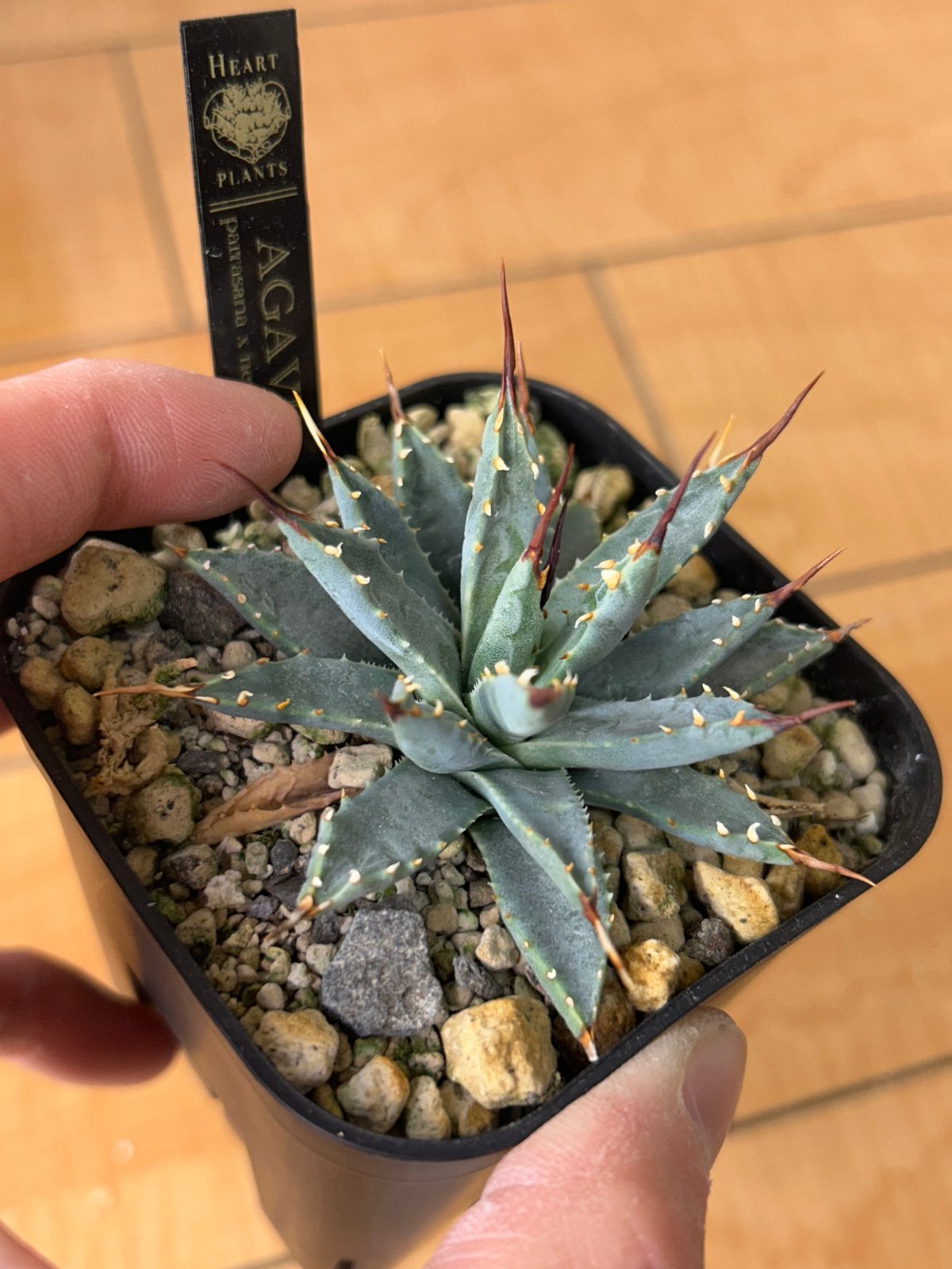 アガベ 超コンパクト 青葉 パラサナ×ネバデンシス ハイブリッド