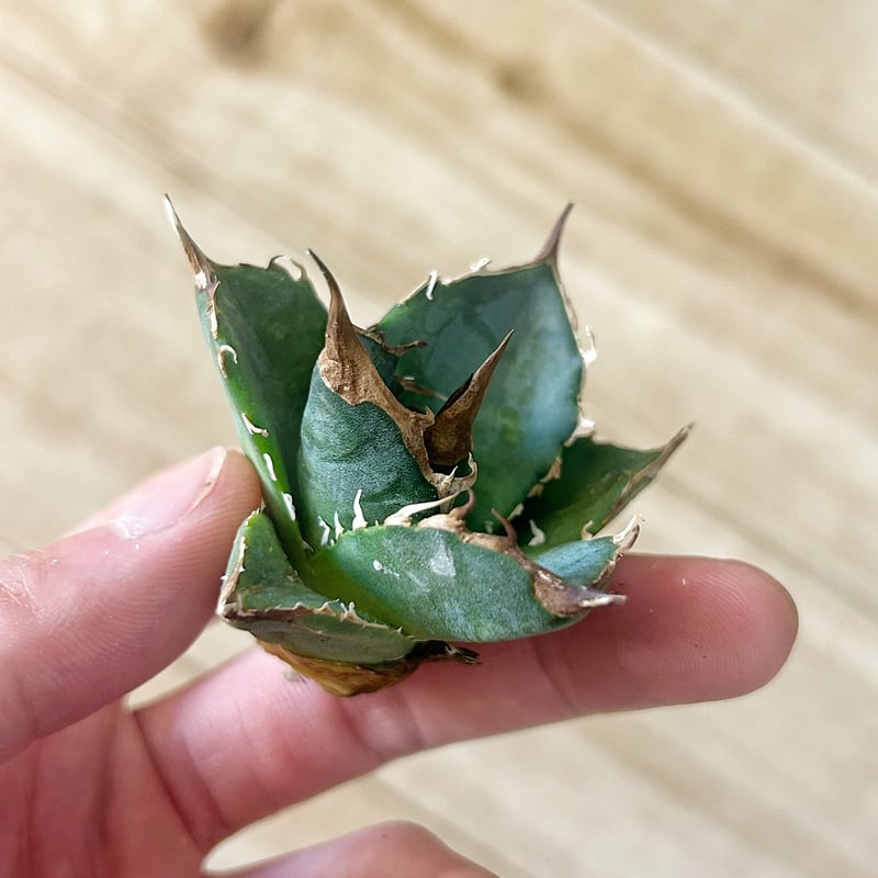 アガベ 緑犀牛 | Heartplants