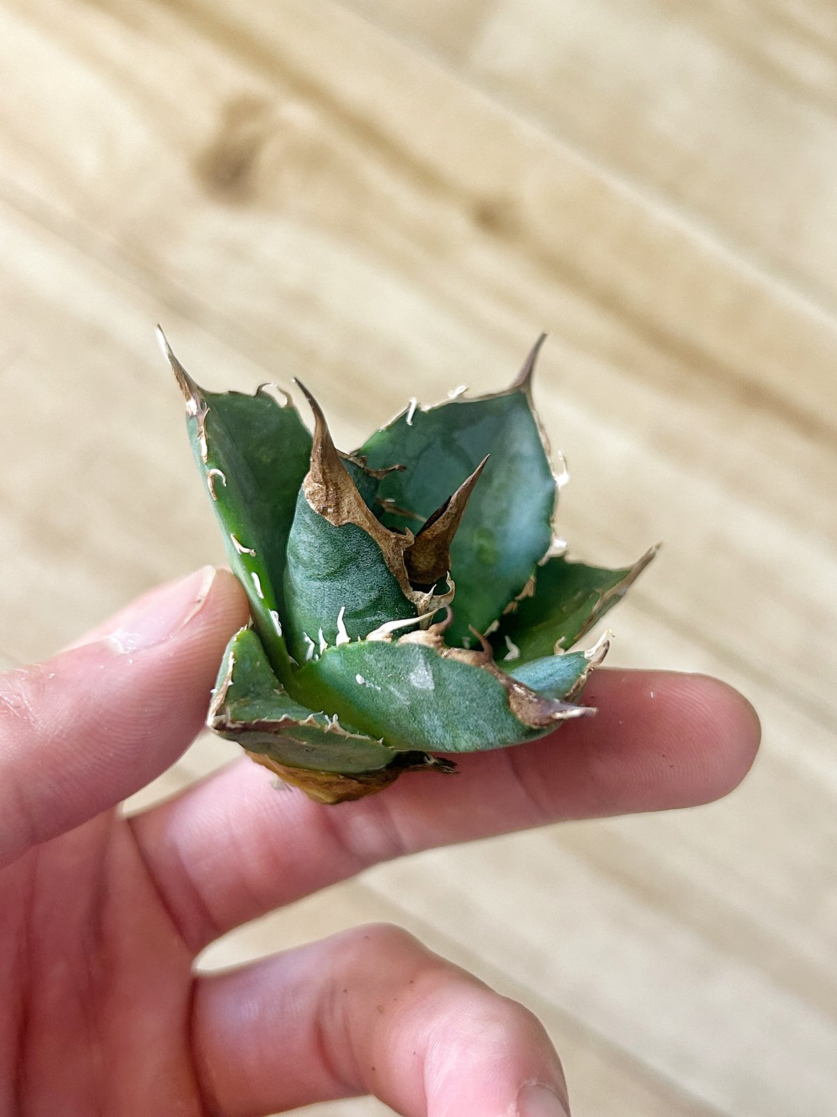 アガベ セット売り④ 緑犀牛、ウリエル実生 アガベ セット売り④ 緑