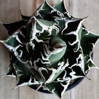 アガベ MS_BO 毒棘産 青白強棘 チタノタブルー選抜 | アガベ専門店