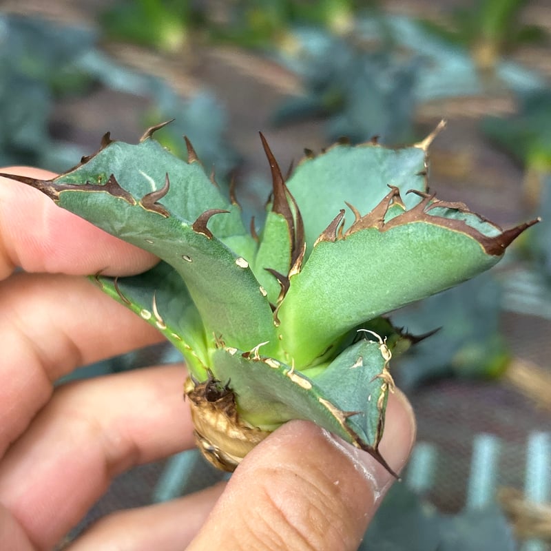 アガベ 灰犀牛 オテロイ 極太トップ | アガベ専門店 Heart plants.