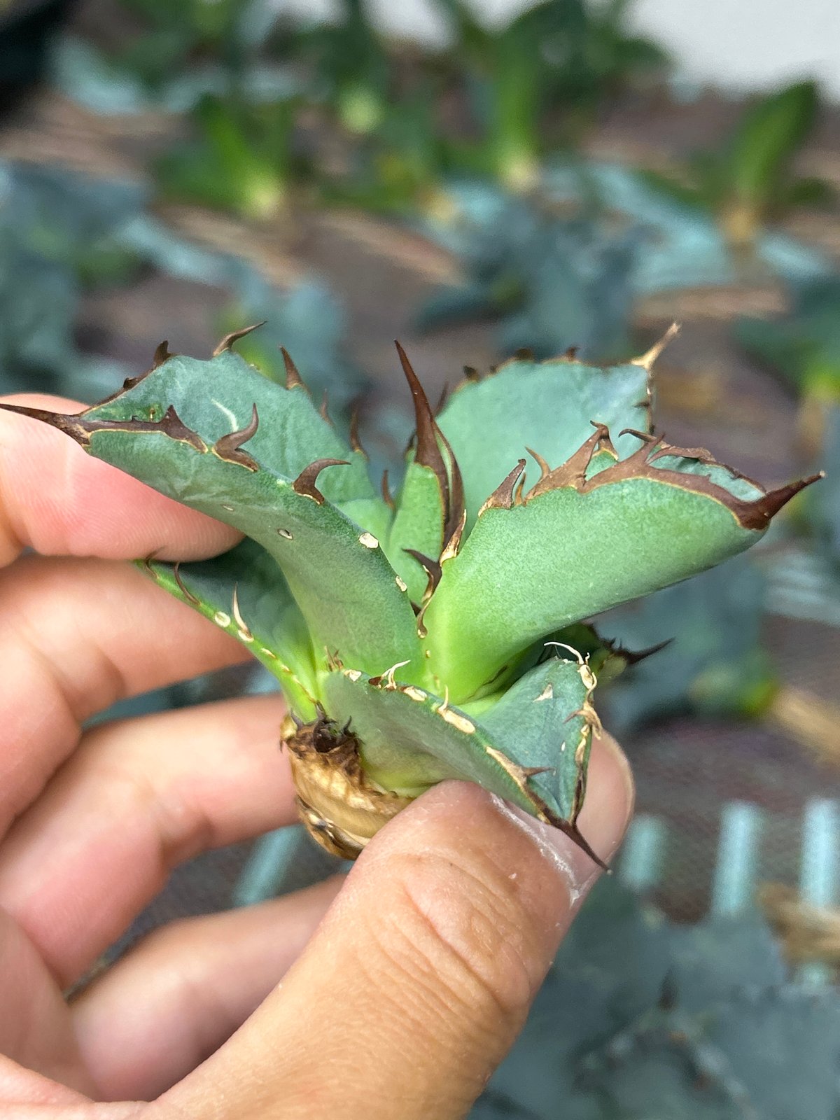 アガベ 灰犀牛 オテロイ 極太トップ | アガベ専門店 Heart plants.