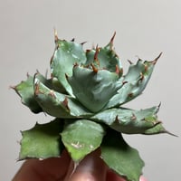 アガべ Heartplantsコレクション悪魔OC子株 | アガベ専門店 Heart plants.