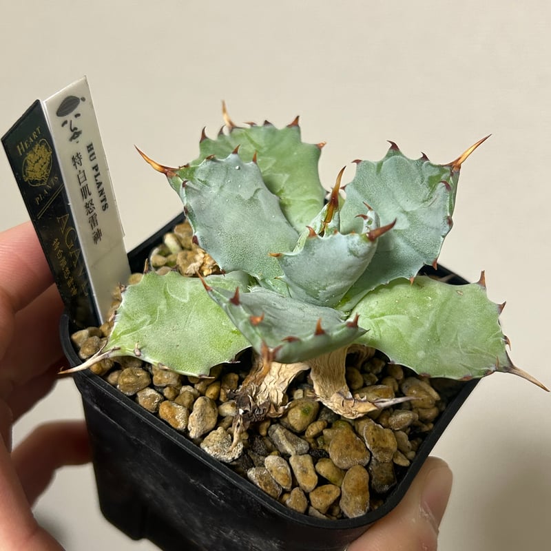 アガベ 特白肌（怒雷神×甲蟹）子株 発根済み huplantsタグ付き