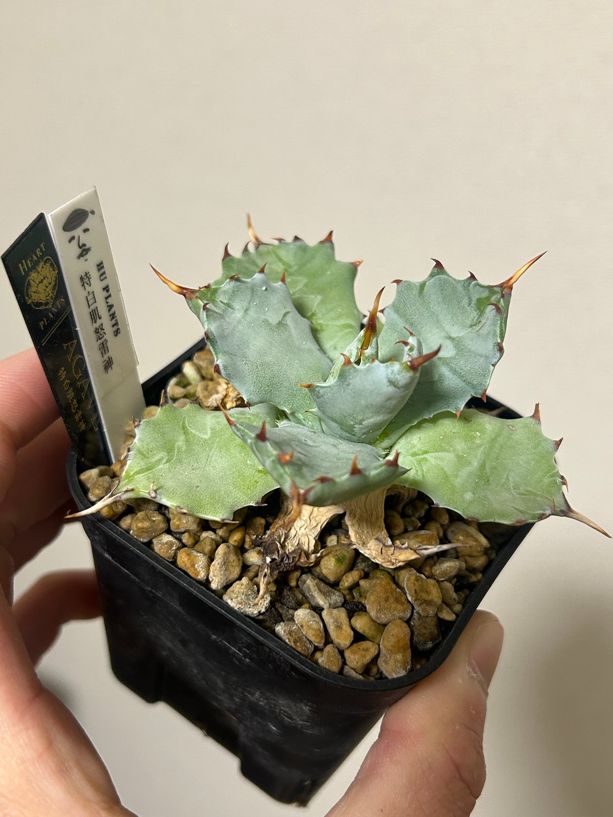 アガベ 特白肌（怒雷神×甲蟹）子株 発根済み huplantsタグ付き