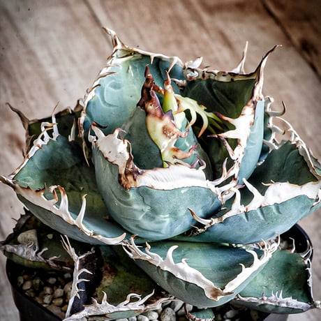 CATEGORY Agave | Heartplants CATEGORY Agave | Heartplants