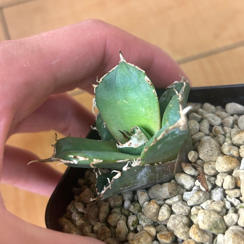 アガベ アガベ・フレキシスピナ 3号ロングポットx3株セット | | アガベ