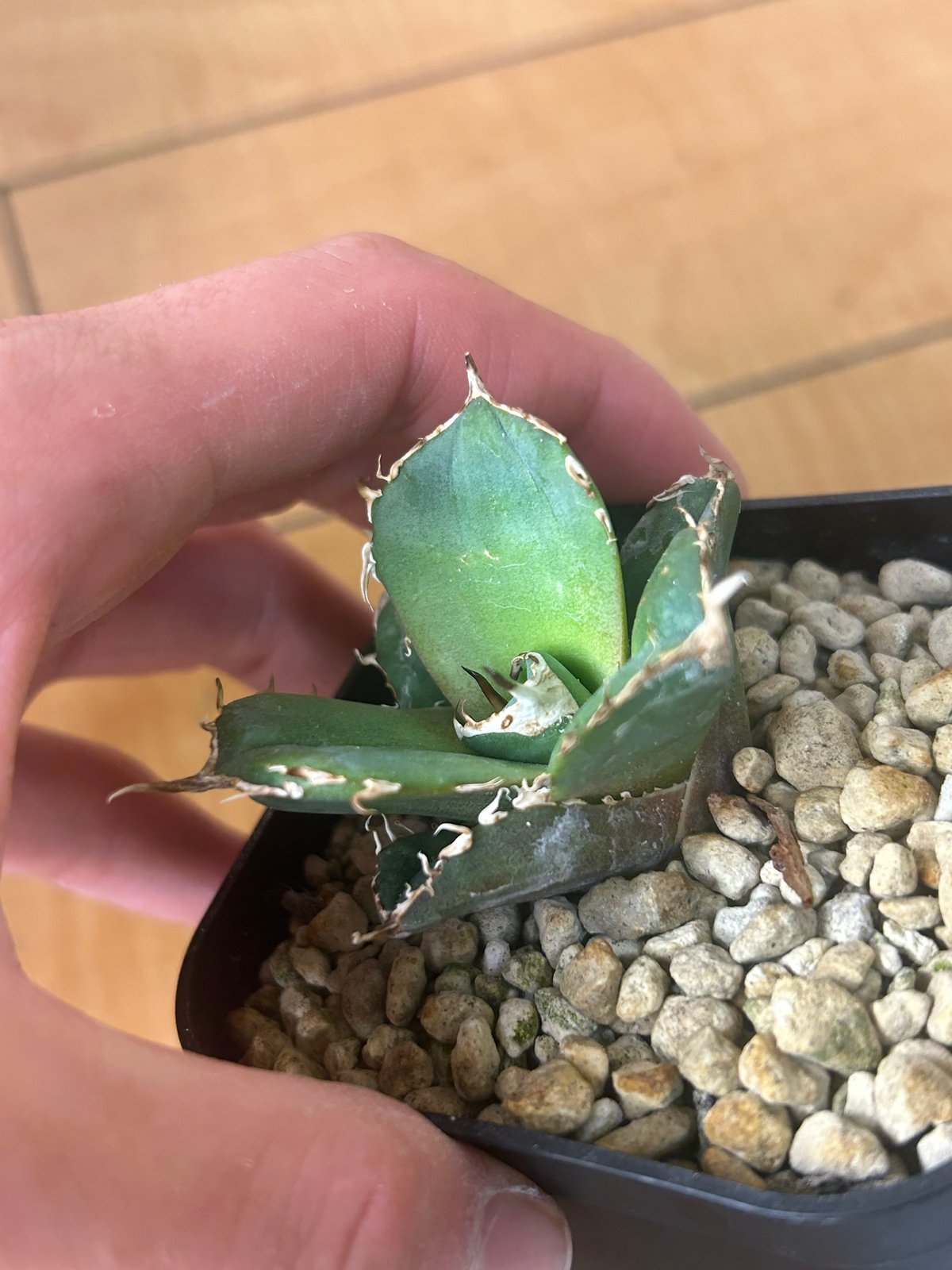 アガベ AGB33 アガベ AGB33 アガベ AGB33 商品一覧 - SEEDSTOCK