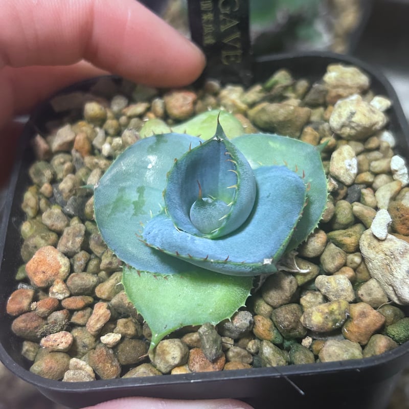 圓葉瓜達 グアダラハラナ ドワーフtype 子株 | アガベ専門店 Heart plants.