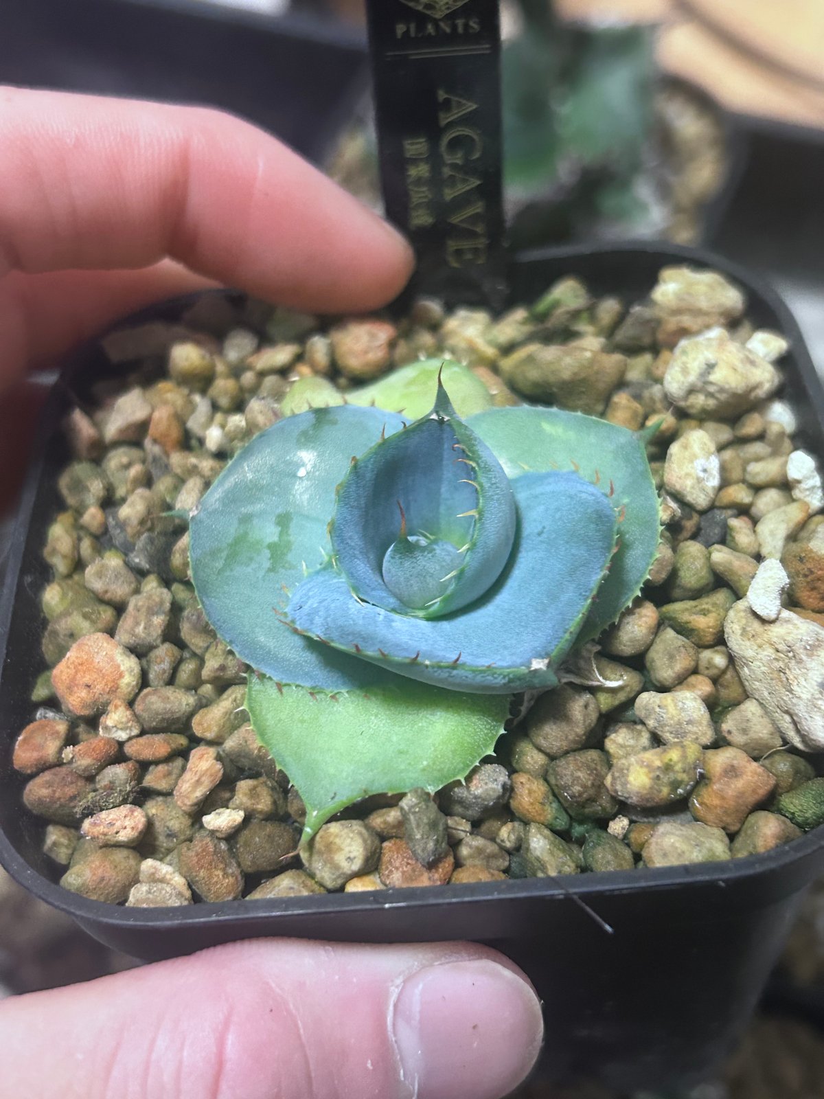 圓葉瓜達 グアダラハラナ ドワーフtype 子株 | アガベ専門店 Heart plants.