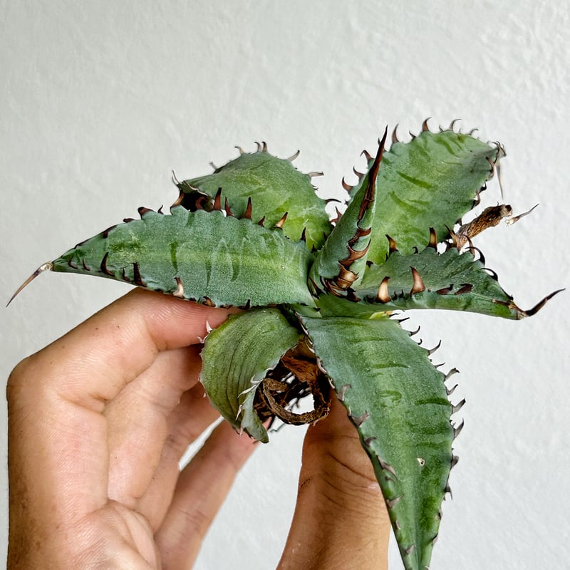 アガべ キシロナカンサ×兜蟹 ハイブリッド | Heartplants