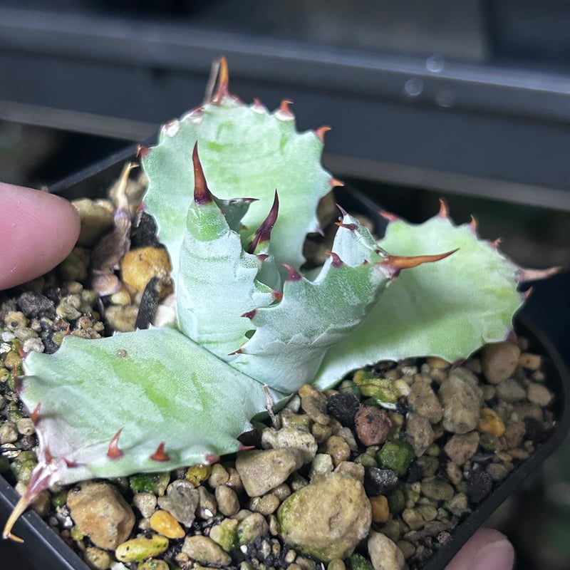 アガベ 特白肌（怒雷神×甲蟹）子株 発根済み | アガベ専門店 Heart plants.
