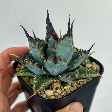 CATEGORY Agave | アガベ専門店 Heart plants.