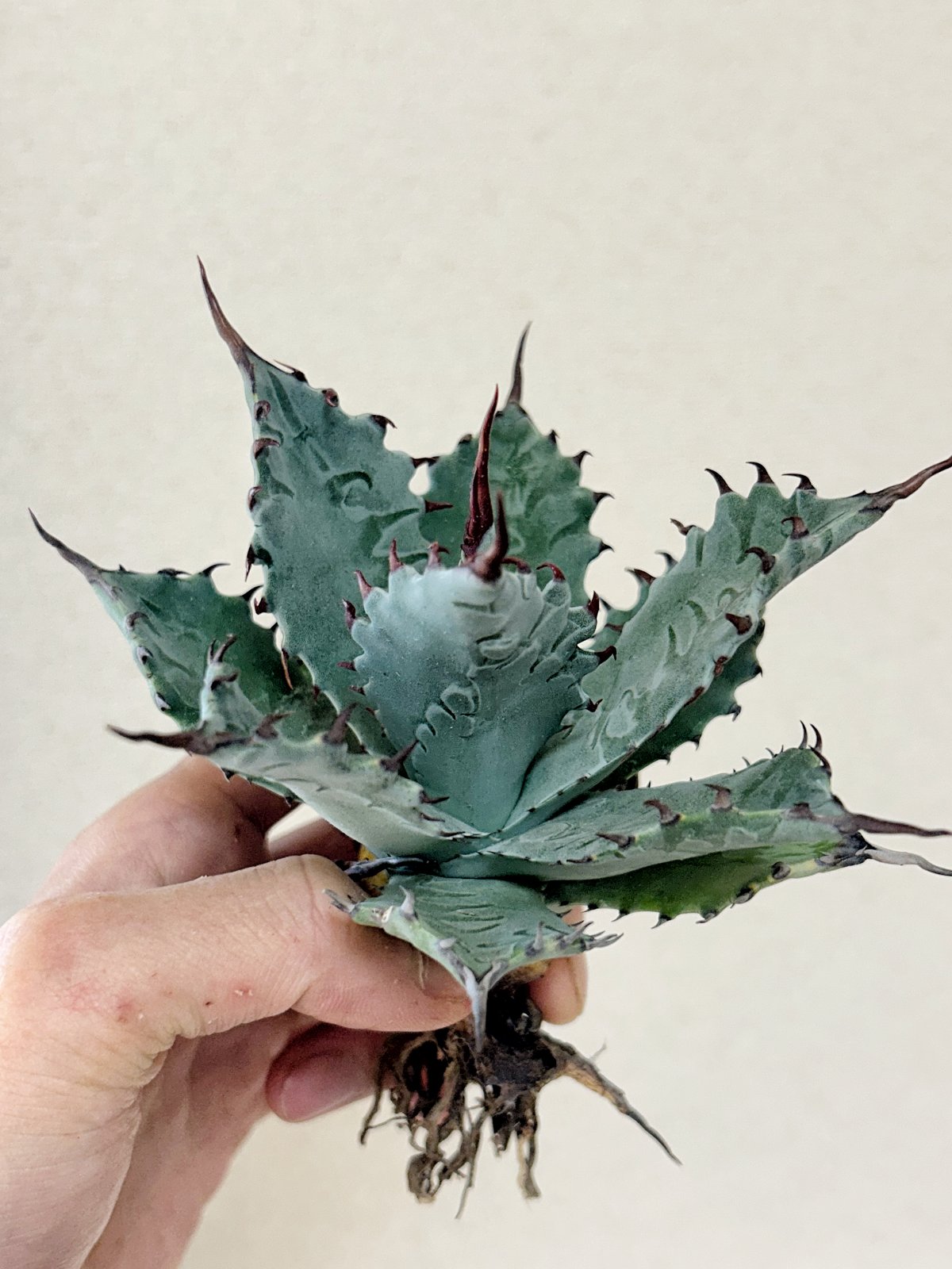 アガベ ハイブリッド　CJ plants産　甲蟹×屈原（特選排刺） アガベ 甲蟹×屈原J イシス×パラメリーハイブリッド 子株 | アガベ専門