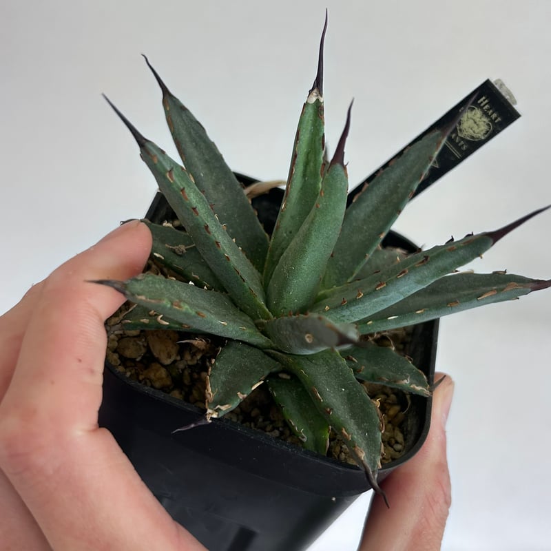 アガベ 妖炎×笹雪 希少ハイブリッド 子株 | アガベ専門店 Heart plants.