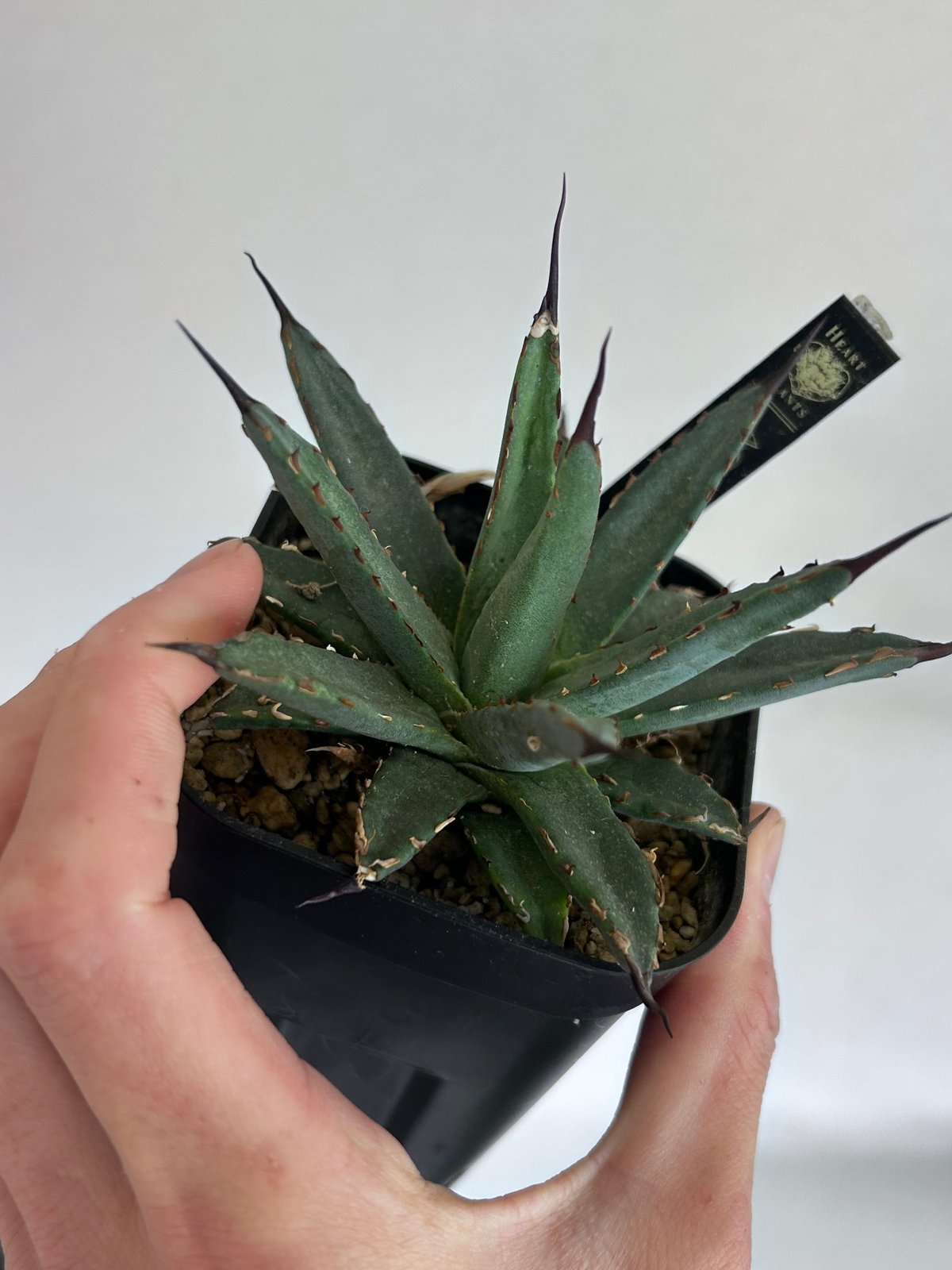 アガベ 妖炎×笹雪 希少ハイブリッド 子株 | アガベ専門店 Heart plants.