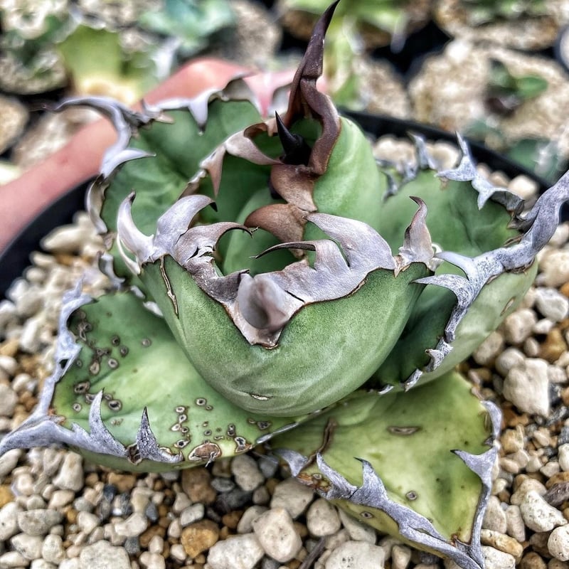 アガベ heart plants numbers 012 HP012子株 | アガベ専門店 H